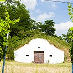 Wine region of Moravia